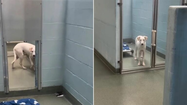 dog in shelter