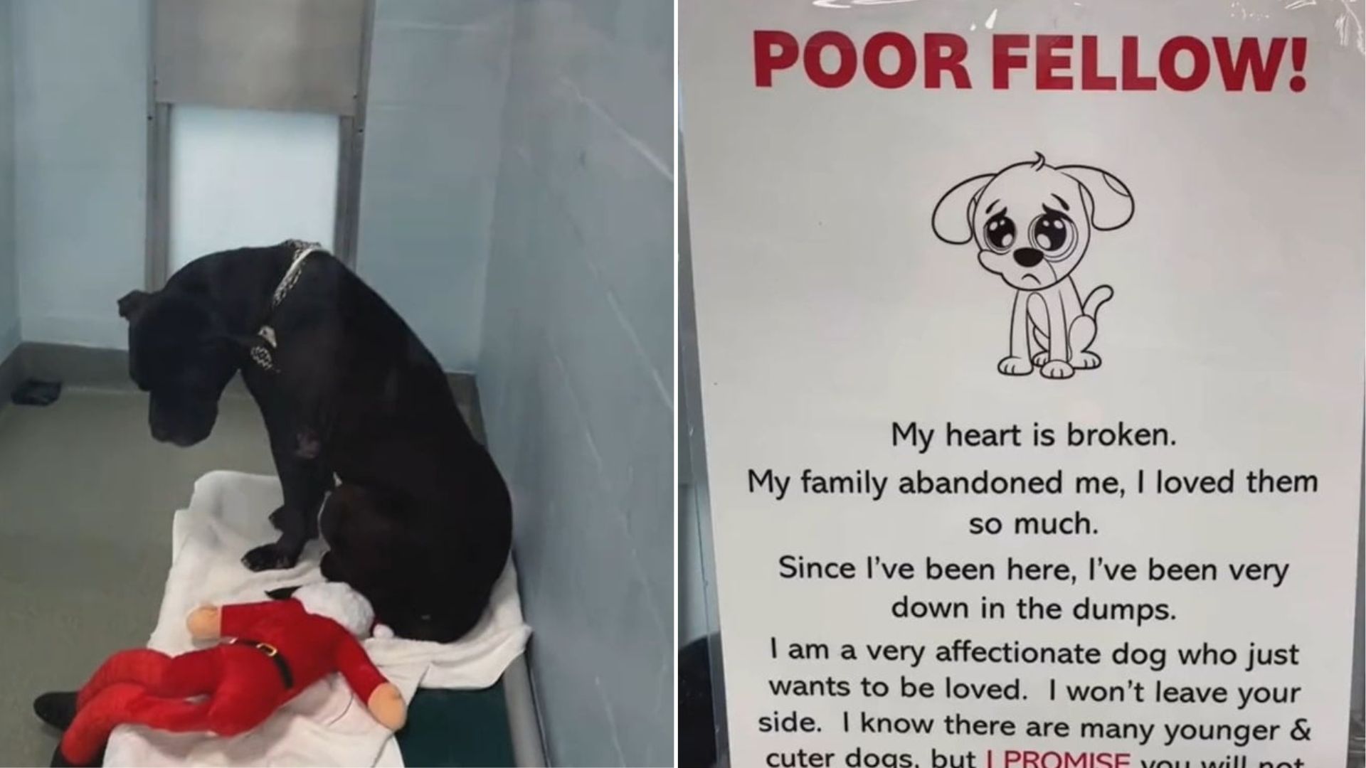 abandoned pup