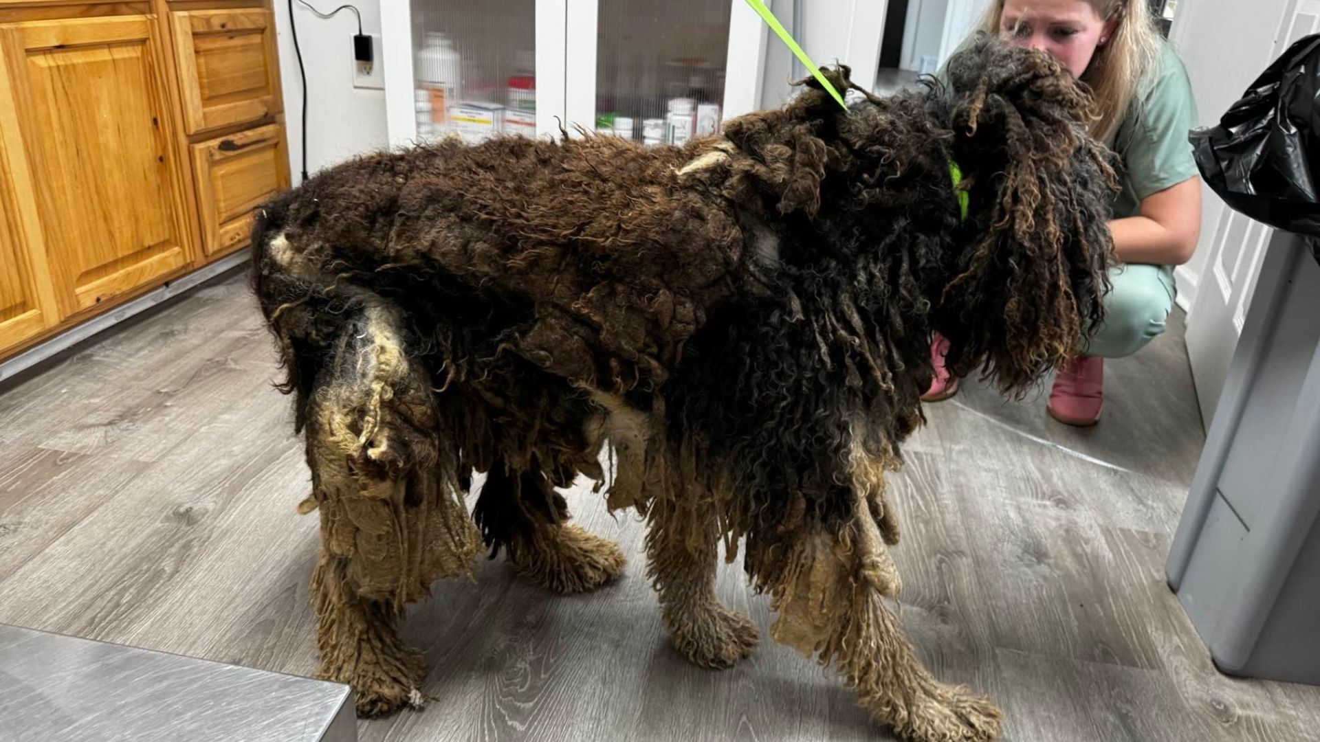 matted dog