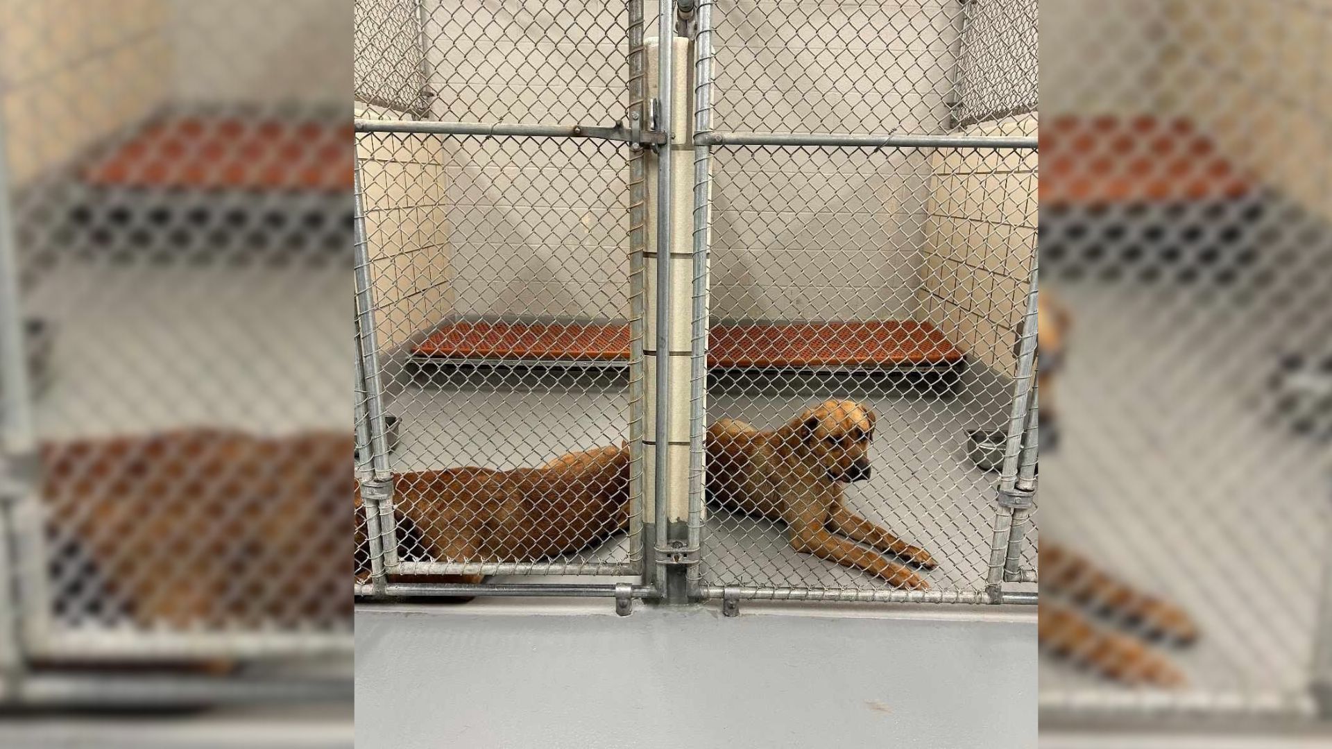 Florida Rescuers Save Inseparable Dog Sisters, Giving Them A Second Chance At Life