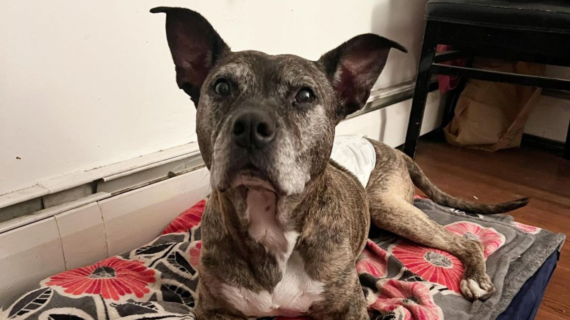 Florida Rescuers Save Senior Dog Left Behind, And His Joyful Transformation Melts Hearts