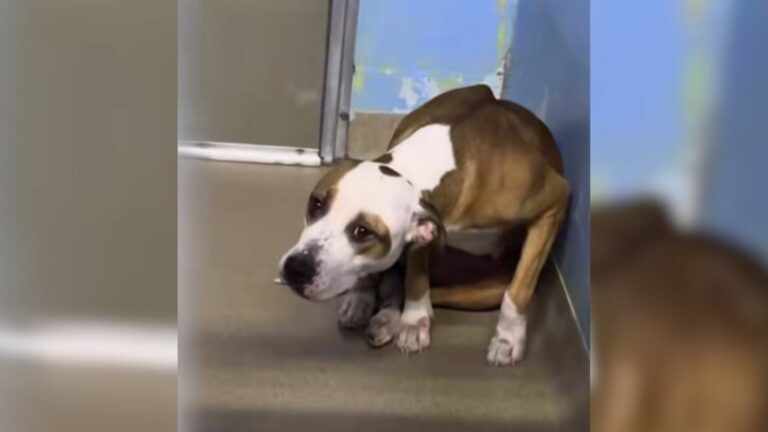 Shelter dog