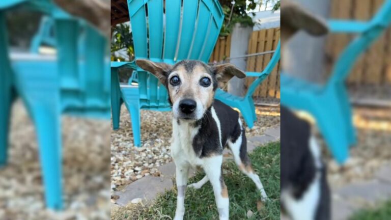 sweet shelter dog