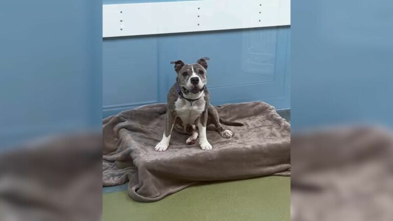 shelter dog