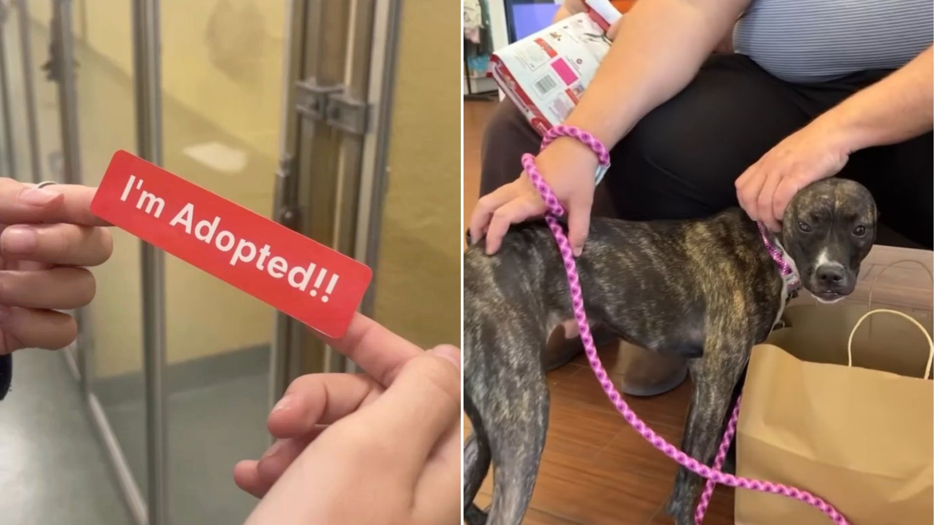 cute adopted dog