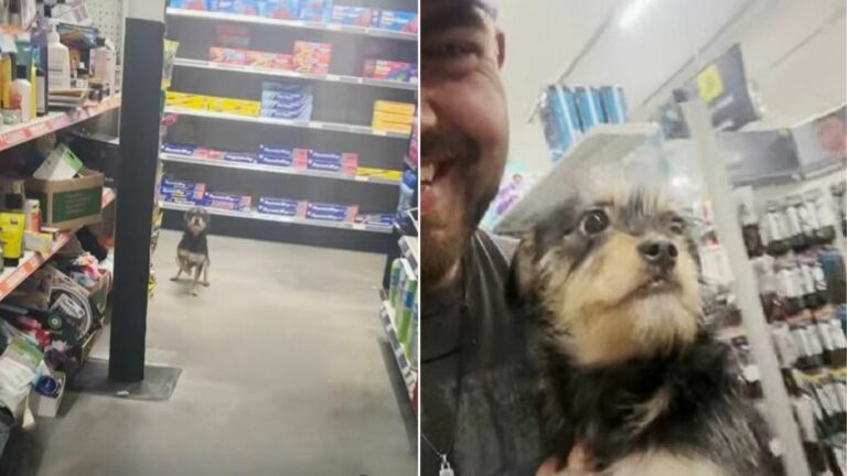 stray dog in store