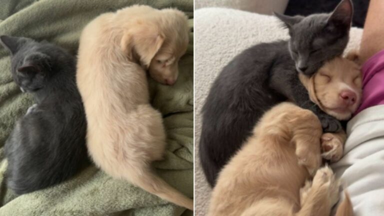 kitten and puppy