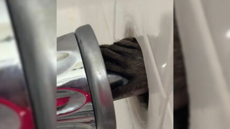 raccoons in bathroom