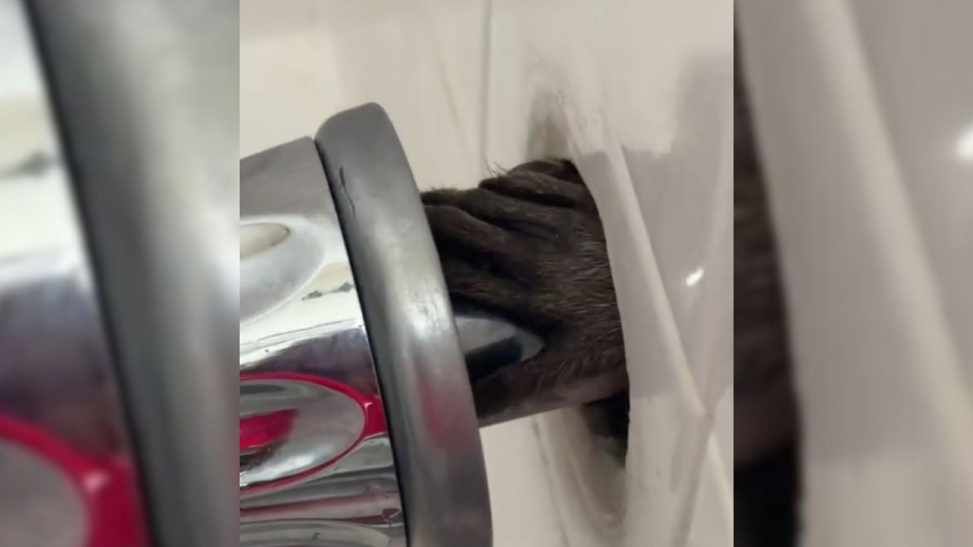 raccoons in bathroom