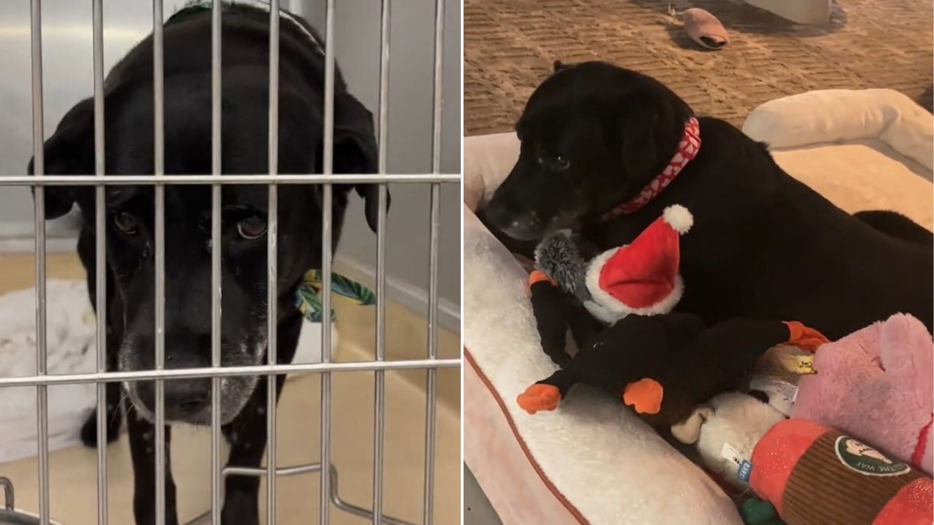 rescued senior dog
