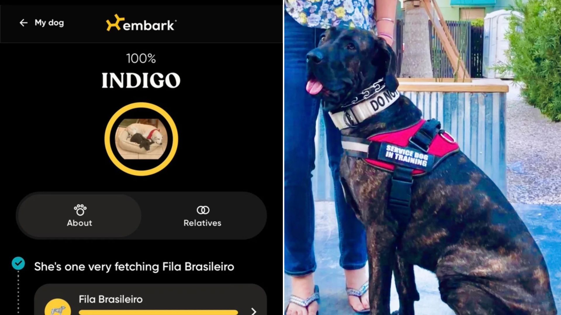 adopted dog