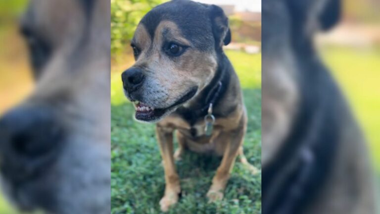 shelter dog