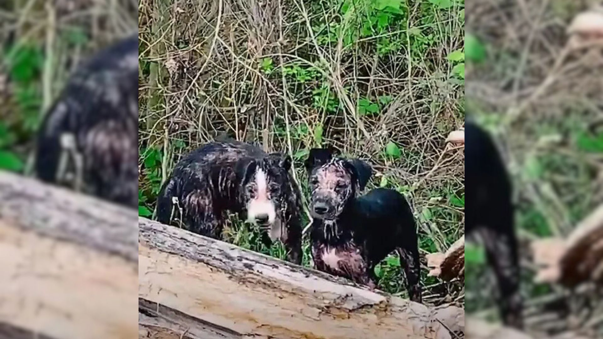 Forest Walk Turns Into Surprise As Texas Man Spots Eyes In Shadows And Finds Out Who Was Hiding