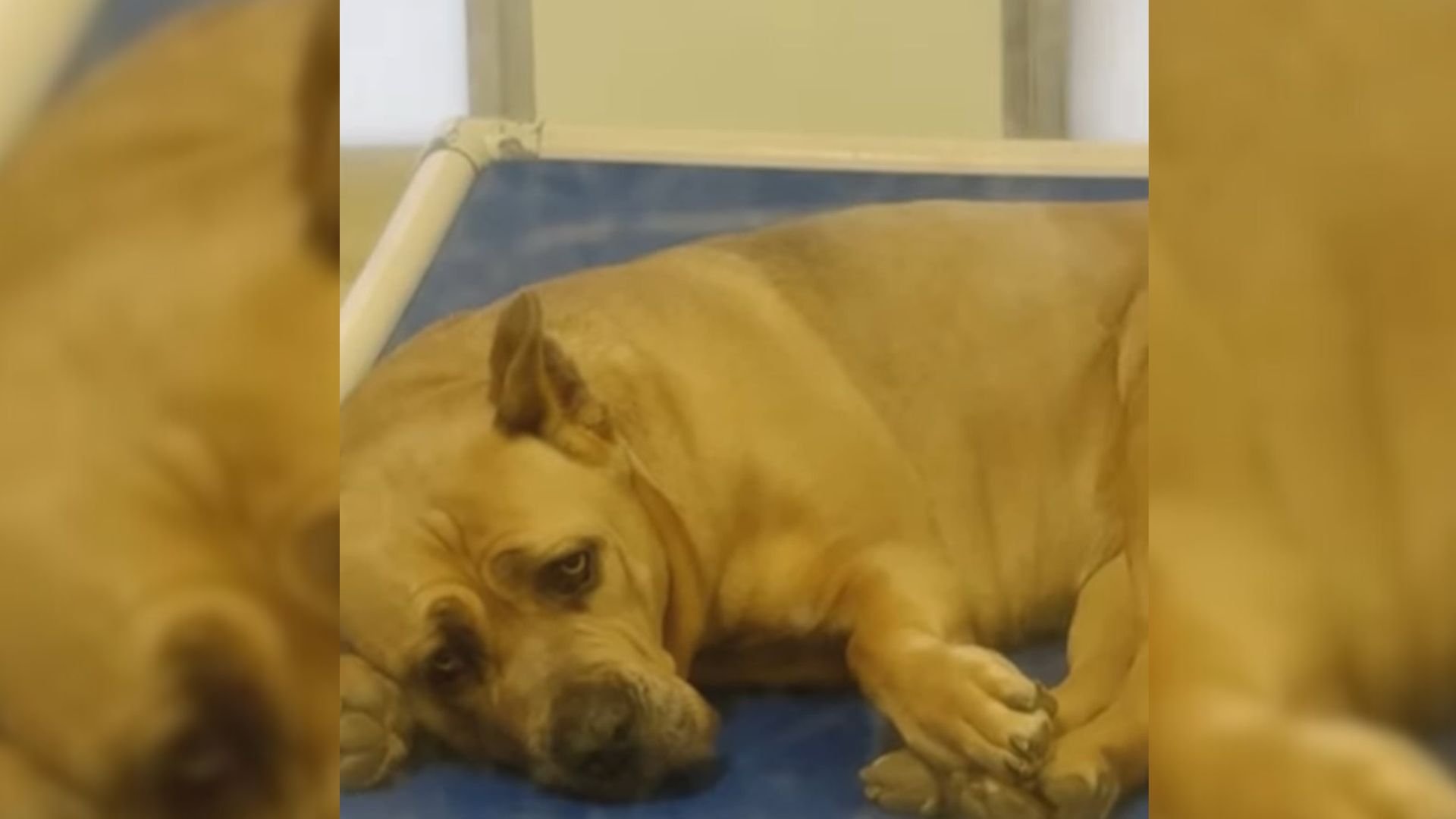 sad dog in shelter