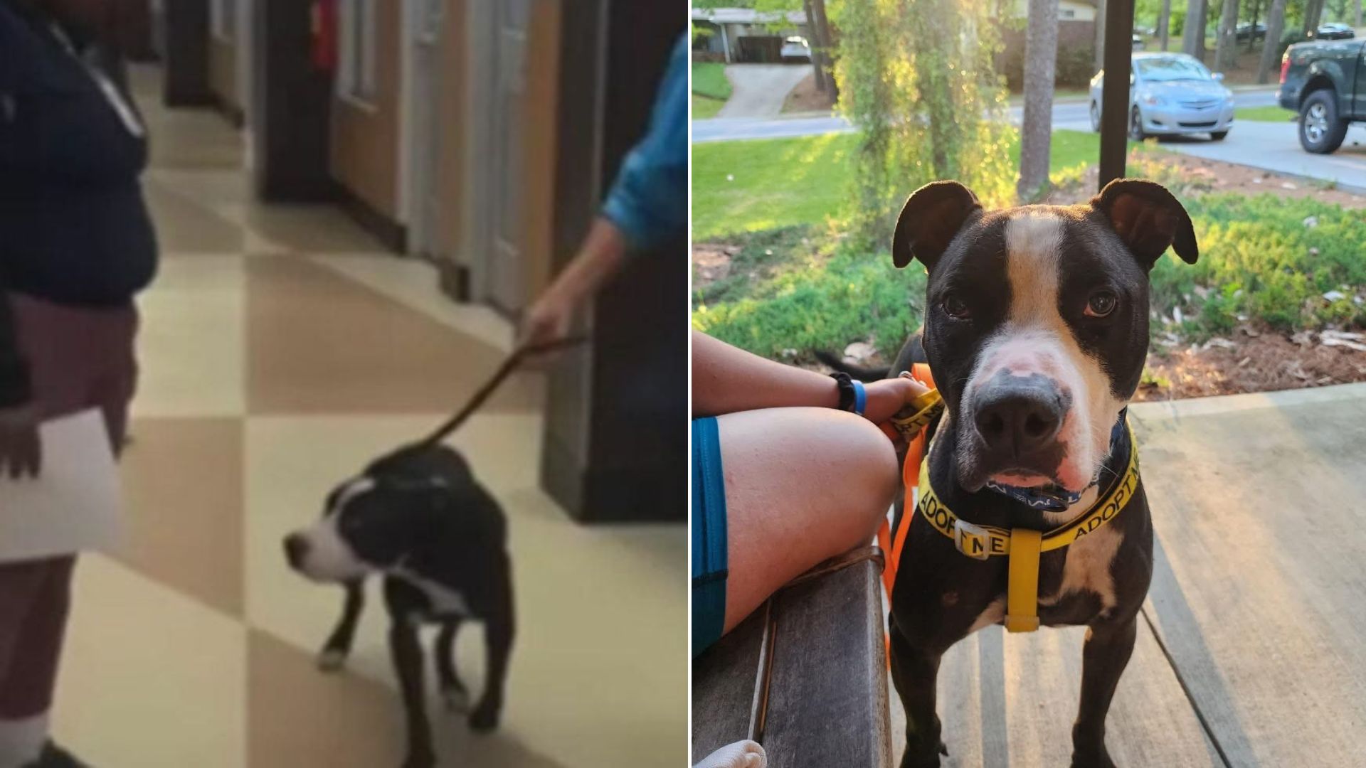 Georgia Dog Sedated For Euthanasia Is Saved In A Miraculous Last-Minute Rescue