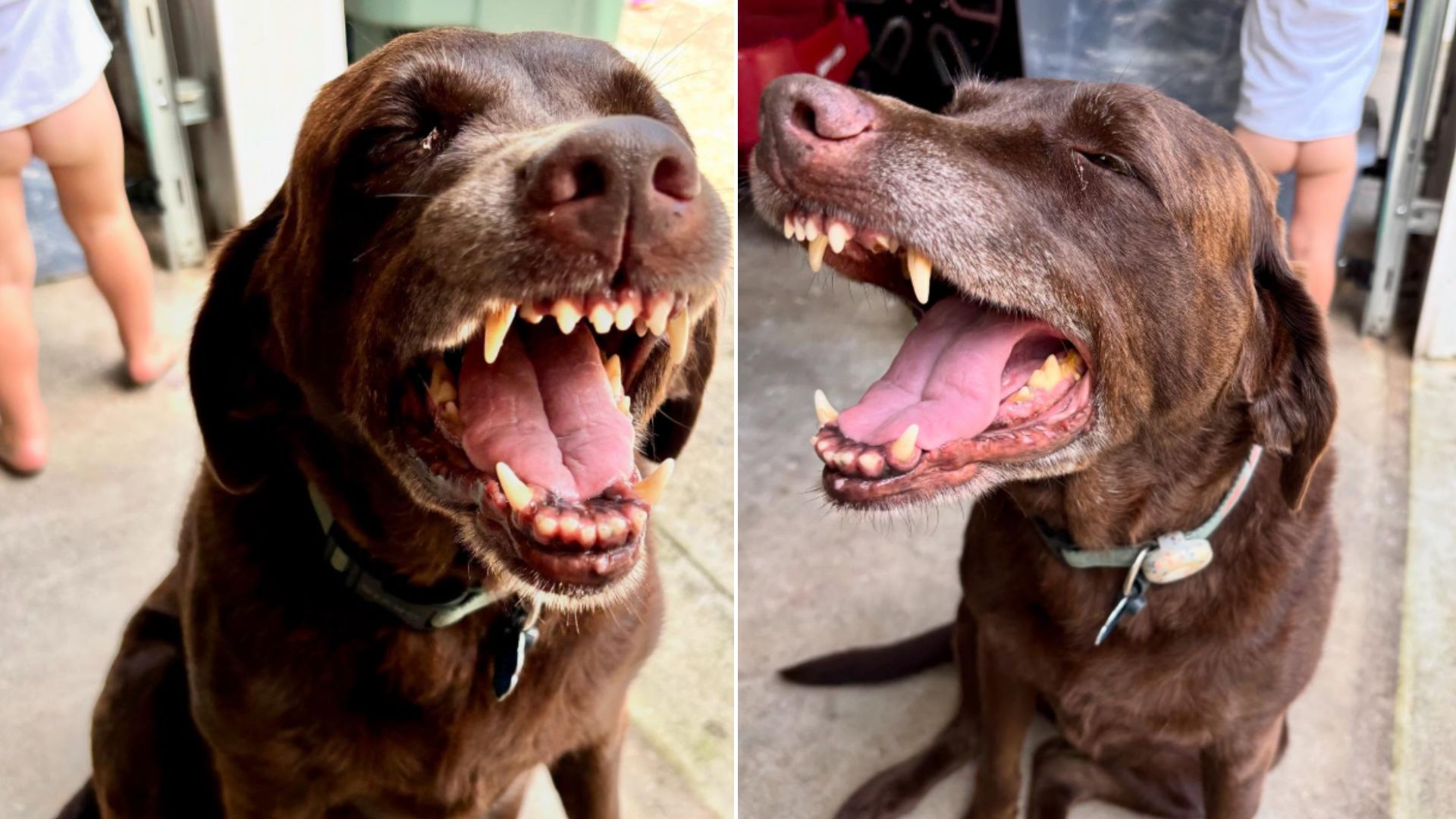 Georgia Dog’s Smile Worries Her Family, But A Vet Exam Finds Something Hilarious