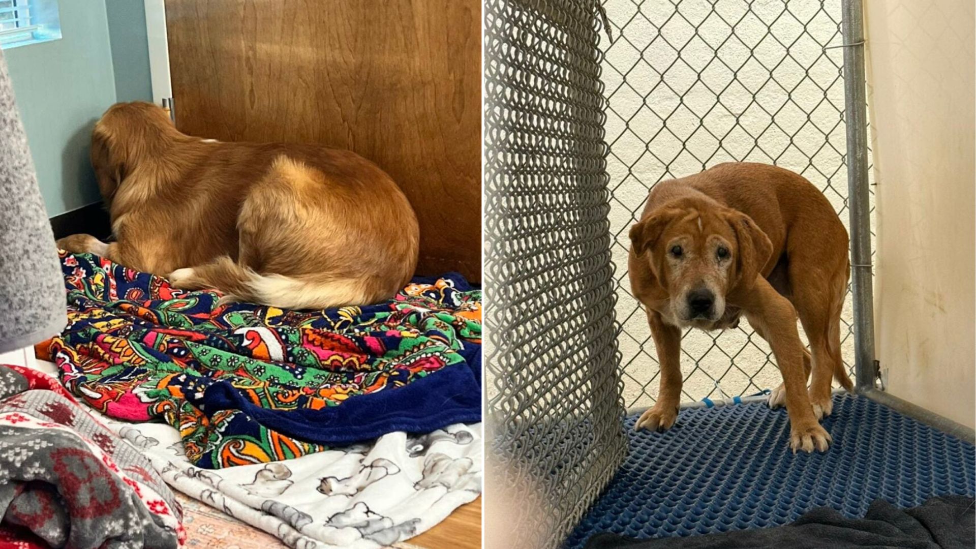 Georgia Pup Spent Years In Isolation, Then Her Healing Journey Began