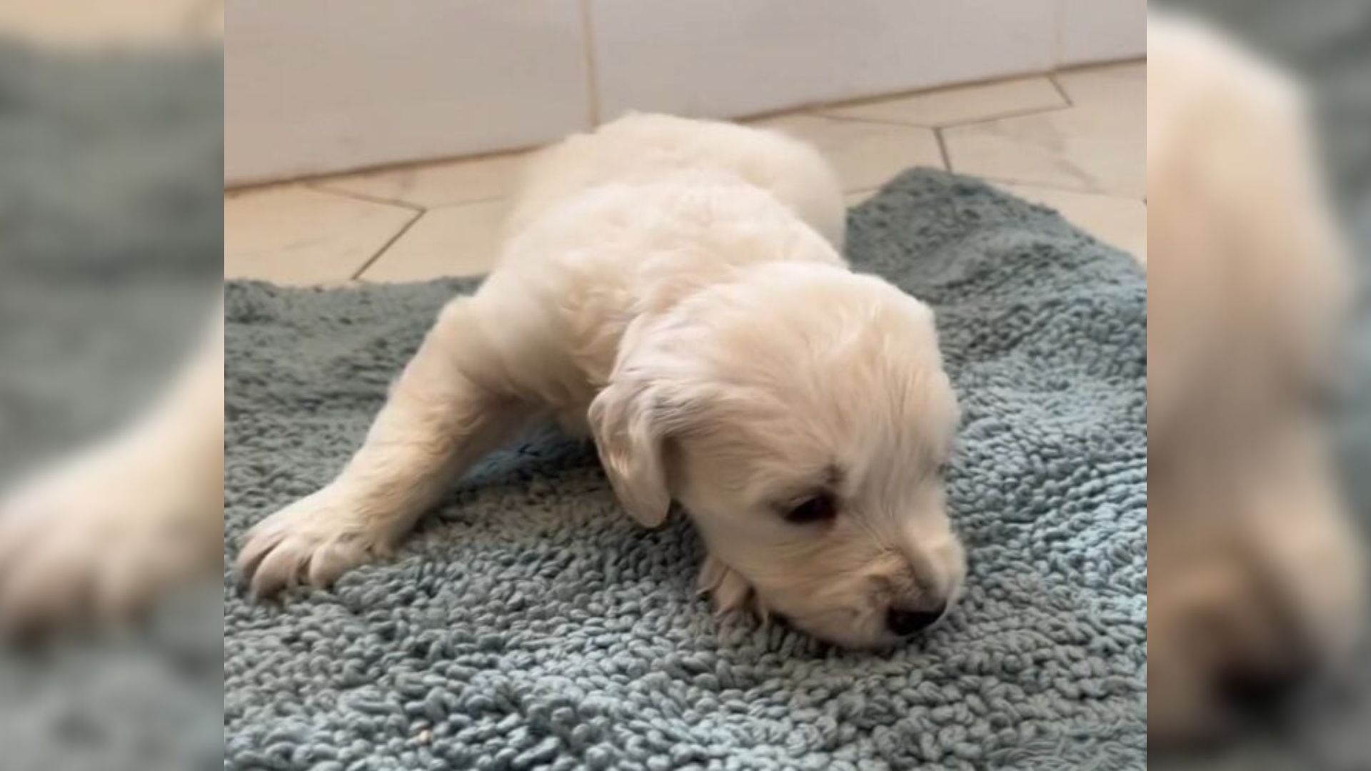 Georgia Puppy Rejected By Mom For Deformity Finds Love And Healing