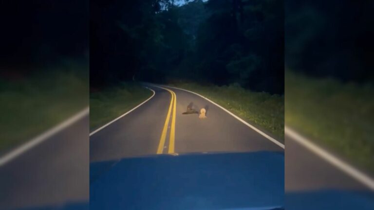 dog on road
