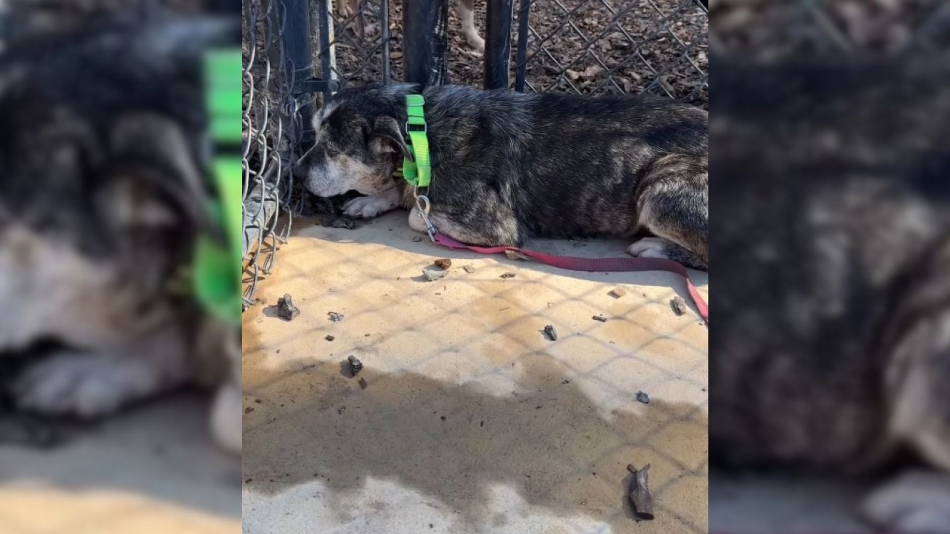 shelter dog laying down