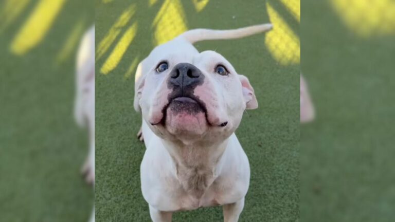 shelter dog