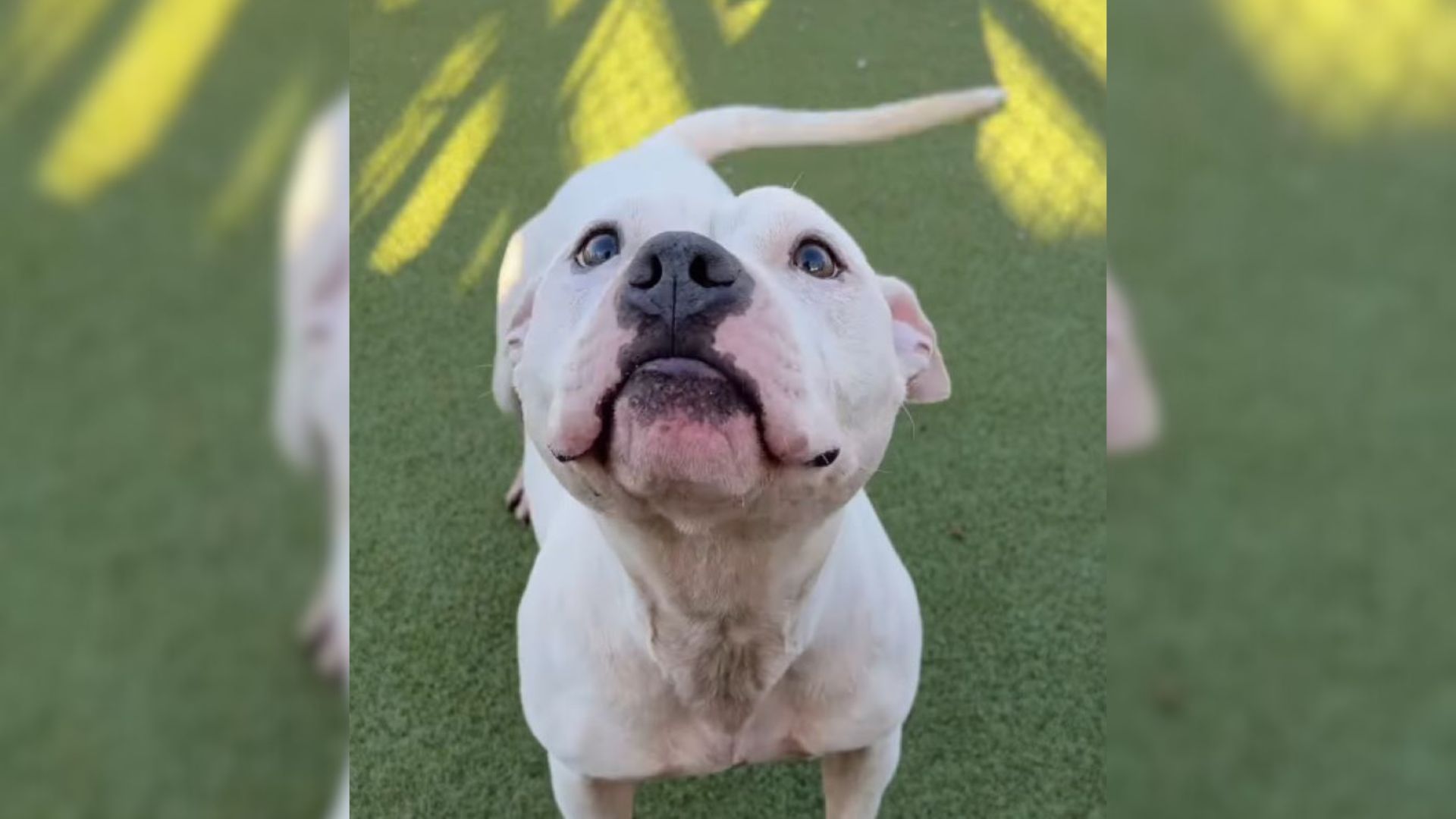 Georgia Shelter Dog Who Spends So Long In The Kennel Has A Heartwarming Reaction After Being Let Out