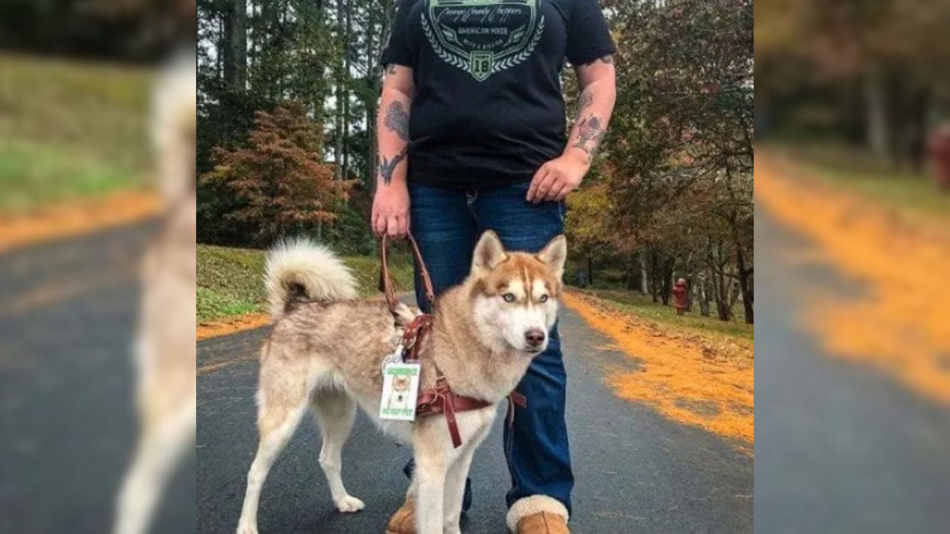 Therapy dog