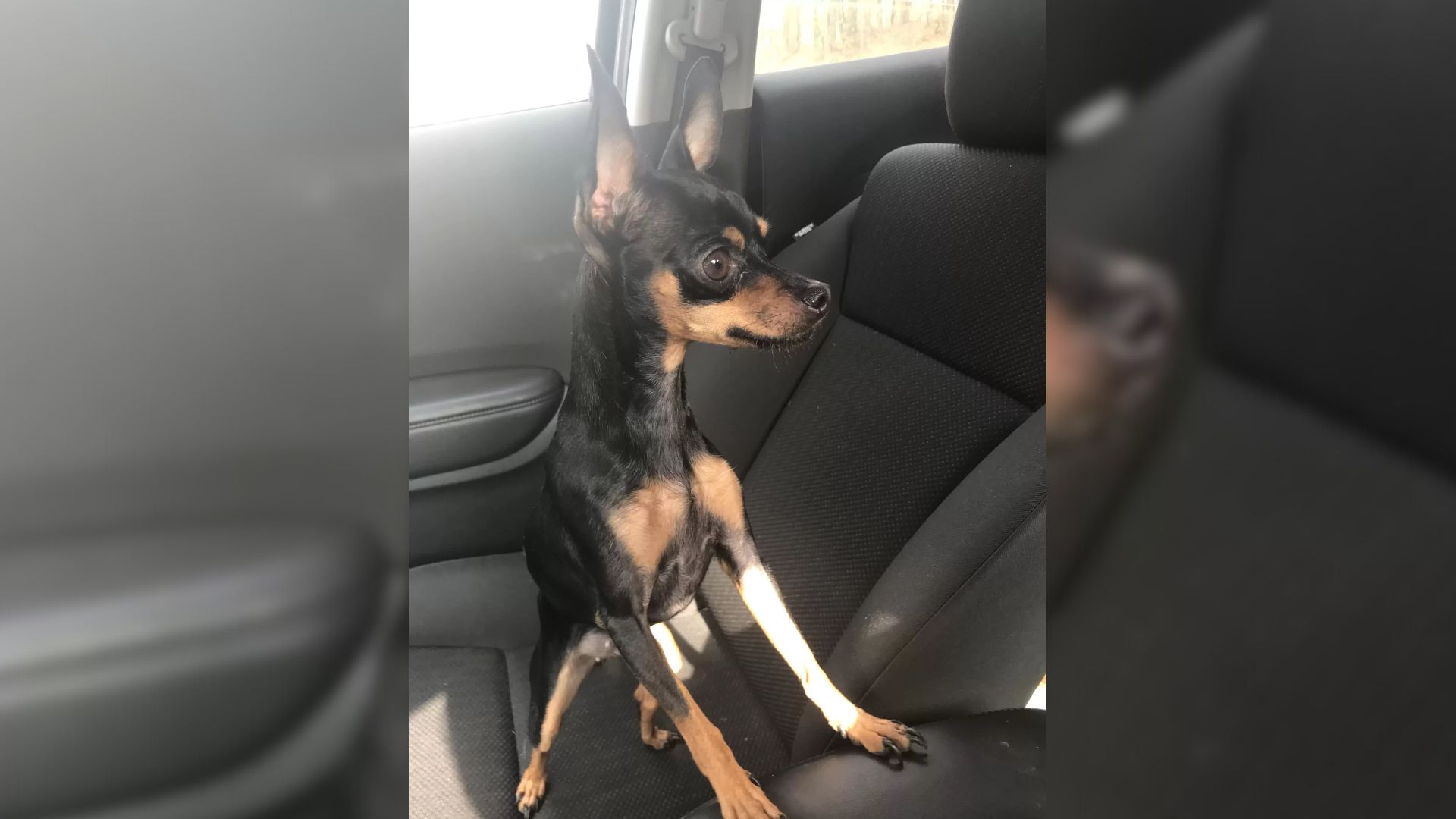 Georgia Woman Finds Her Dog Wandering Alone, Then Realizes She’s Made A Huge Mistake