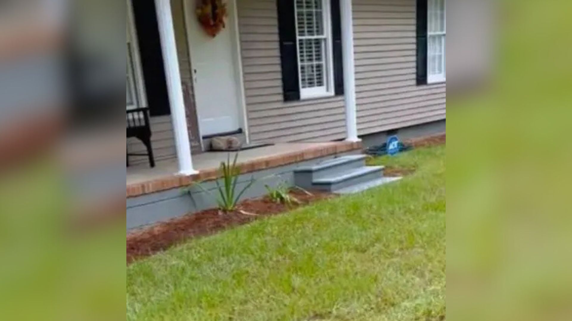 animal laying on porch