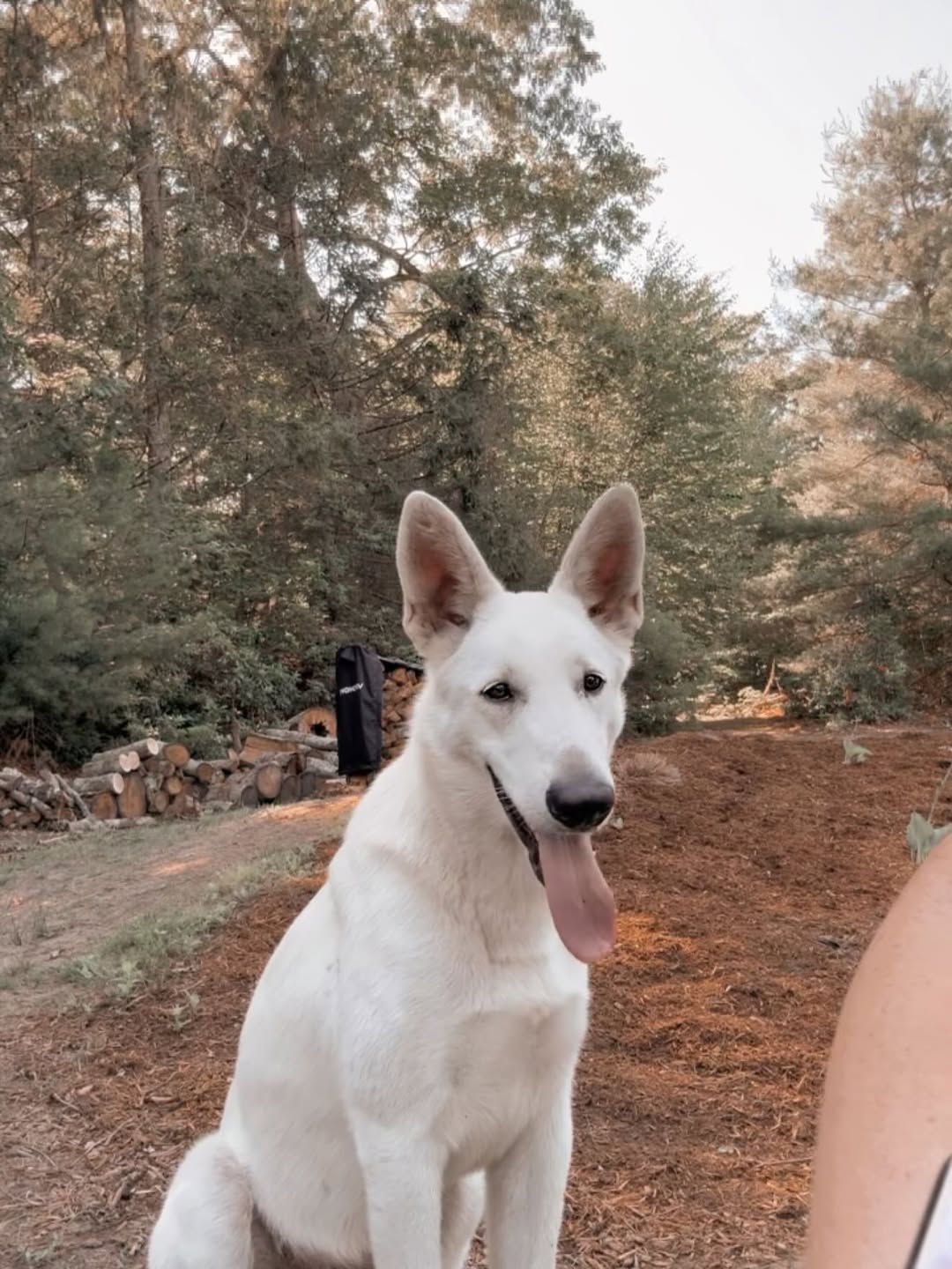 Giant white dog