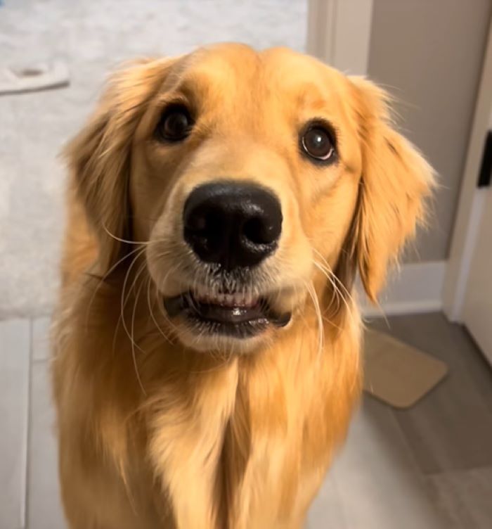 Golden Retriever