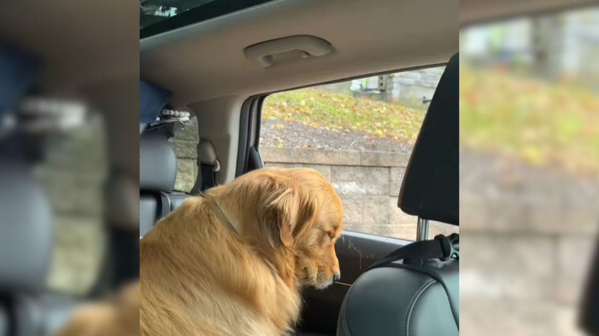 Golden Retriever From Massachusetts Goes Viral For His Exhausted Reaction Once Wedding Finally Ended