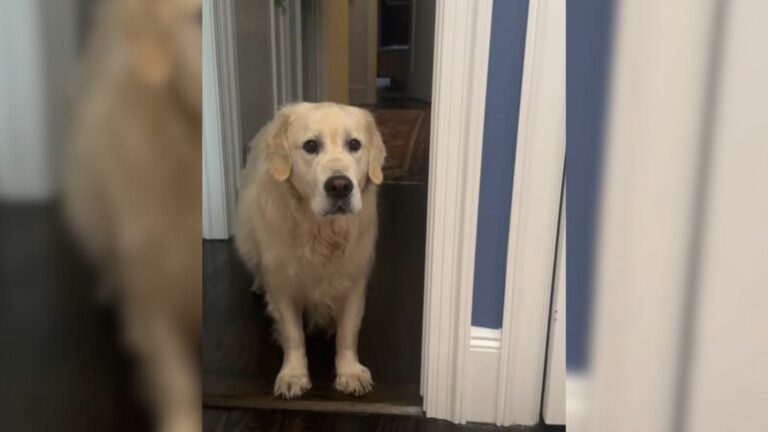 sweet white dog