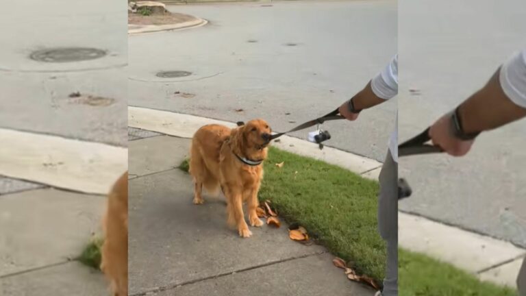 Golden Retriever