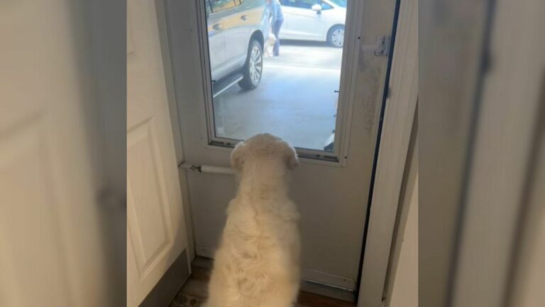 white dog in house