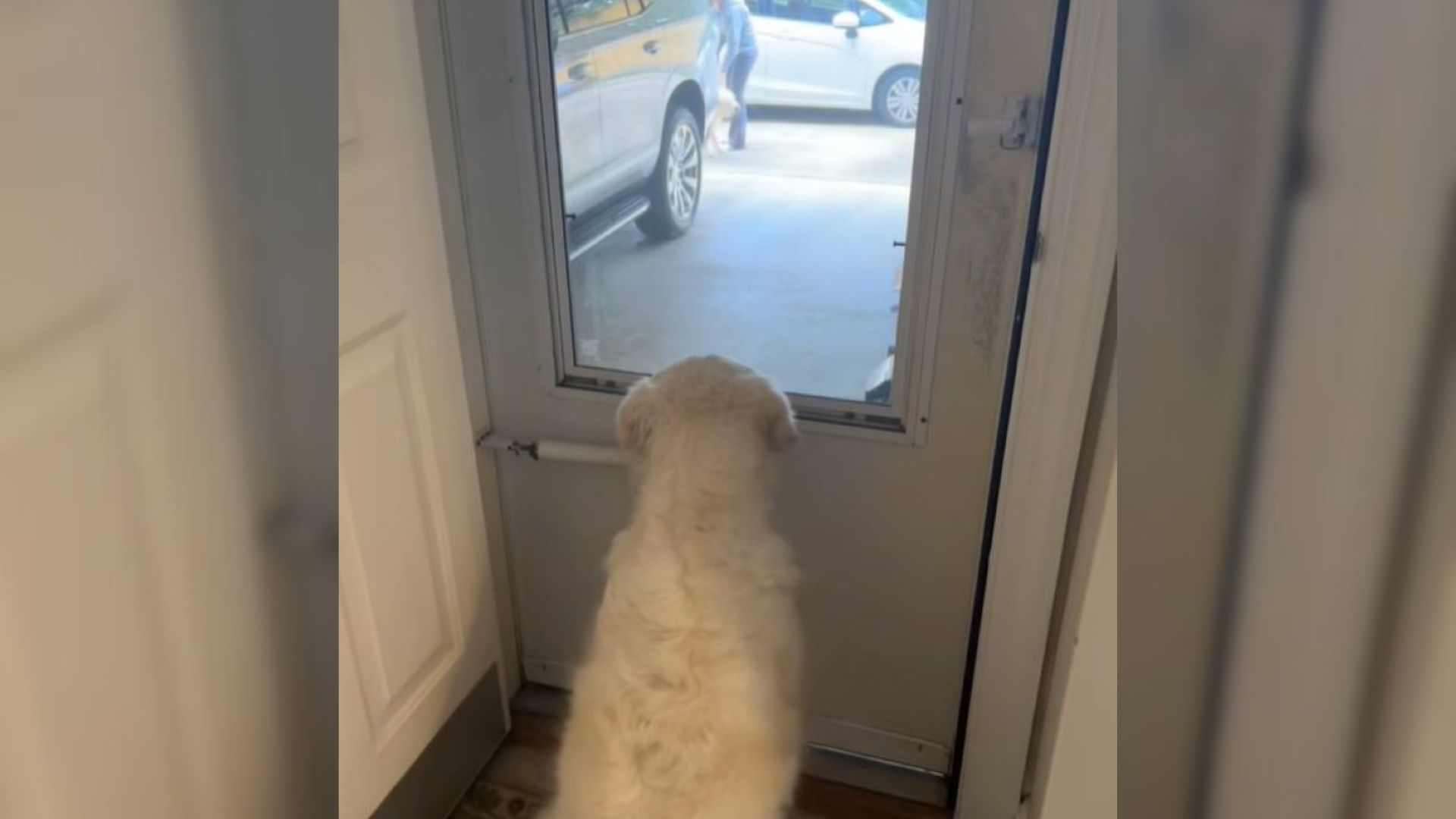 Golden Retriever From North Carolina Spots The Foster Dog She Played With And Then Her Owners Revealed A Huge Surprise