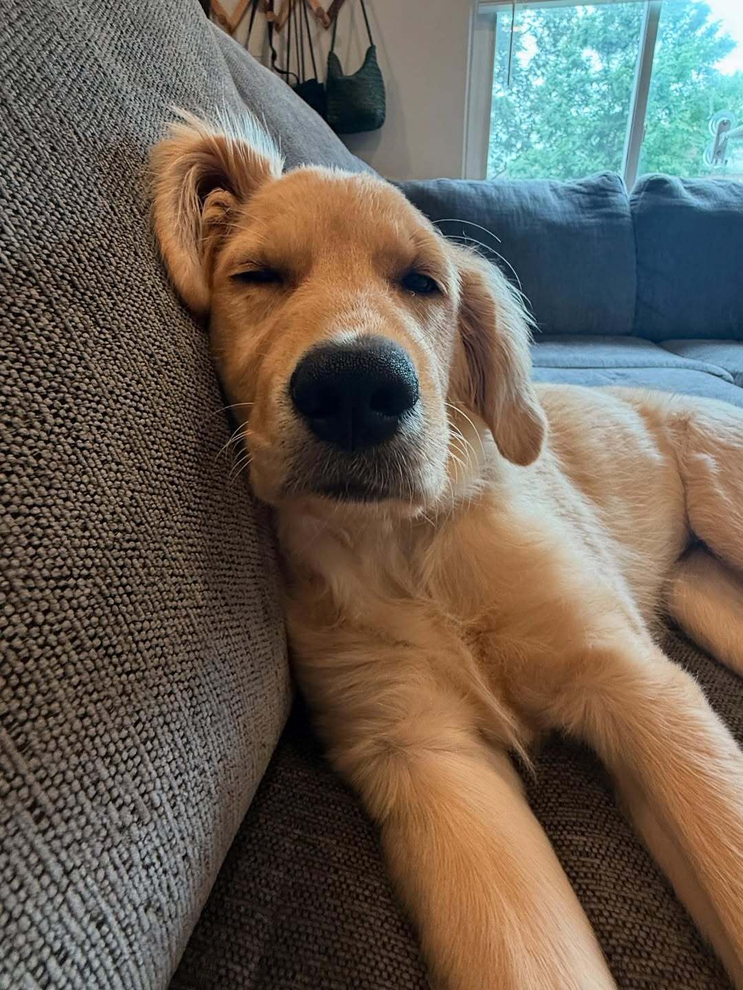 Golden Retriever sitting on couch