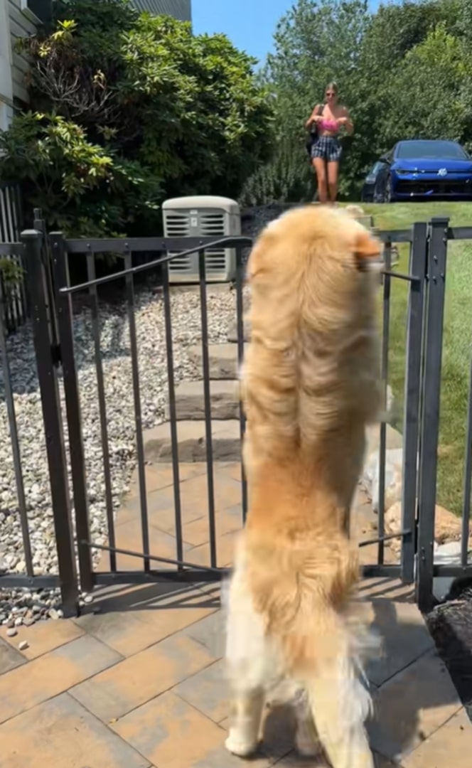 Happy Golden Retriever in garden