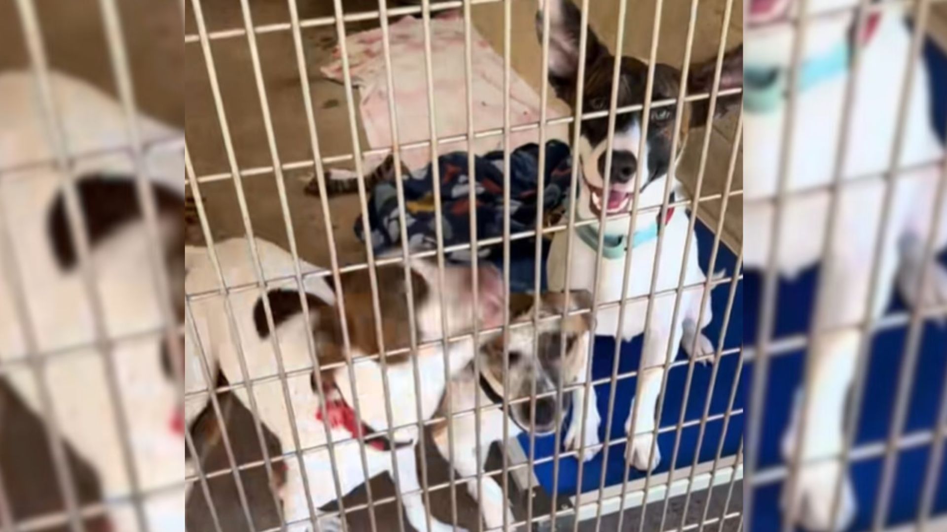 three dogs in shelter
