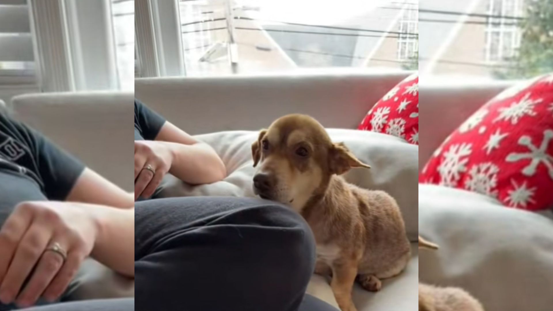 Heartbreak As Anxious Dog’s Face Shows How Close He Was To Losing Hope At High-Euthanasia Texas Shelter
