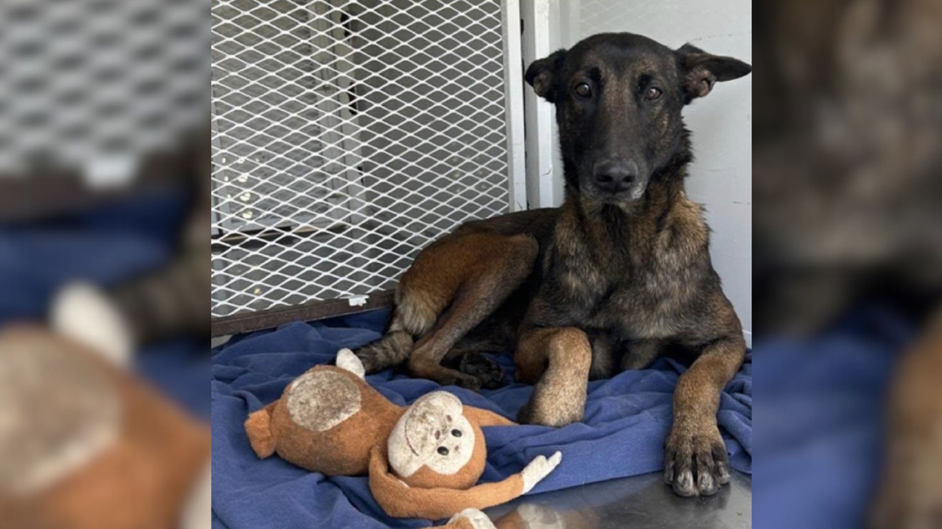 Heartbreaking Moment As Oregon Owners Abandon Their Dog On The Street With Her Favorite Toy
