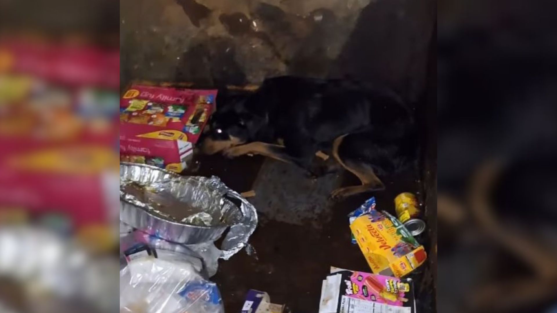 dog in dumpster