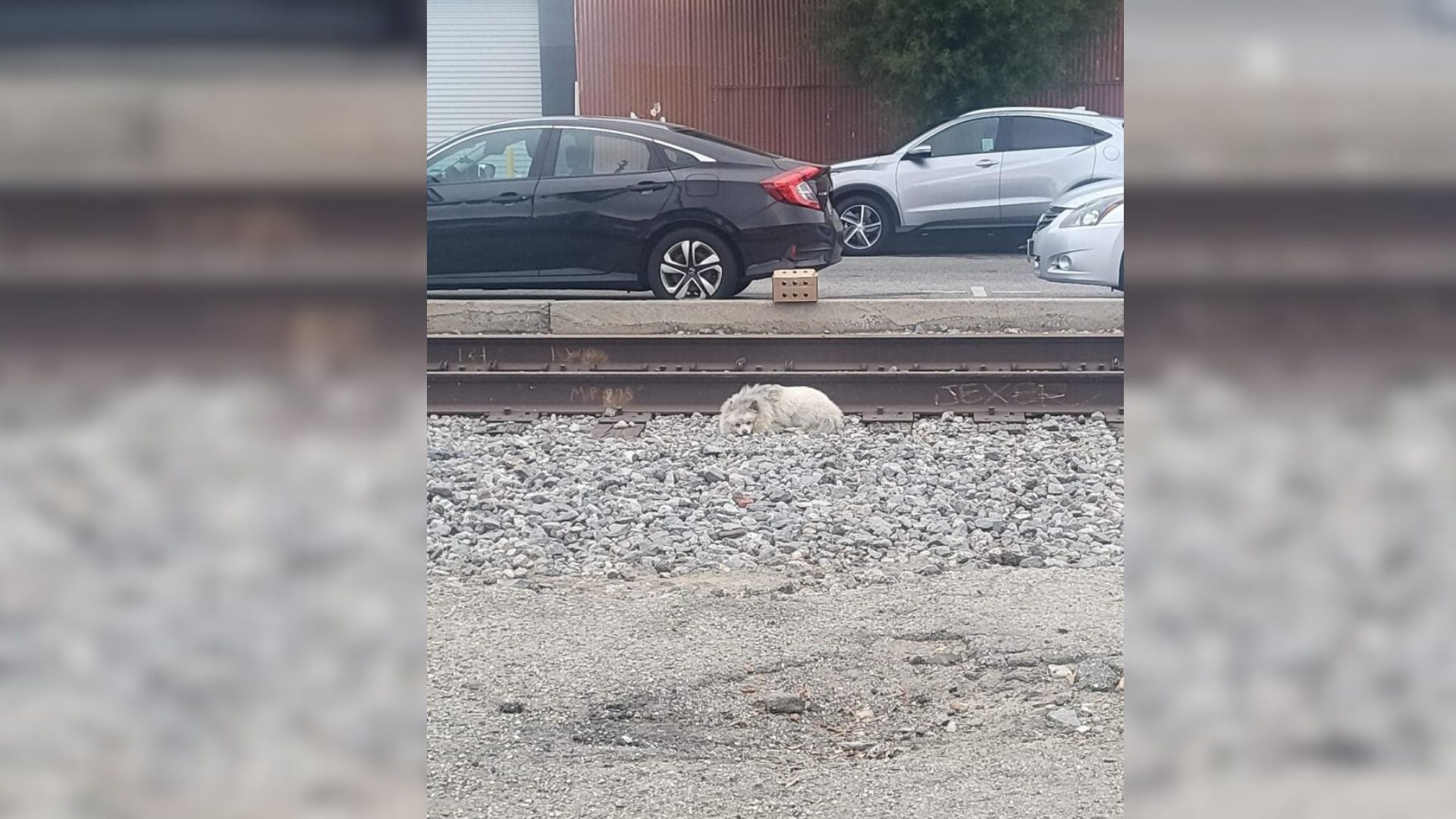 Heartbroken Dog Sleeping On Railway Tracks In California Finds Hope Again