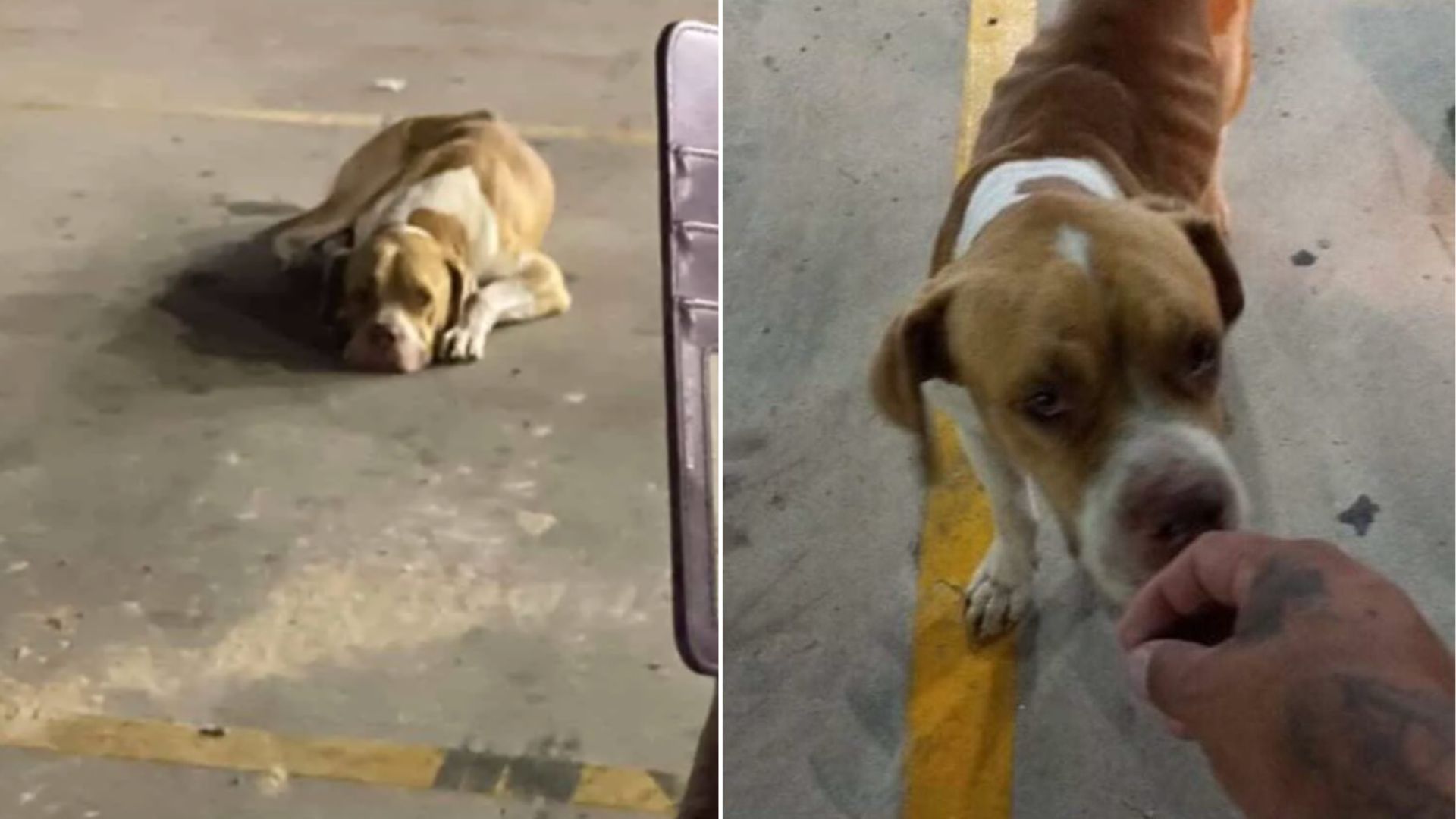 Heartbroken Stray Dog In Texas Reveals Shocking Secret After Rescue Steps In
