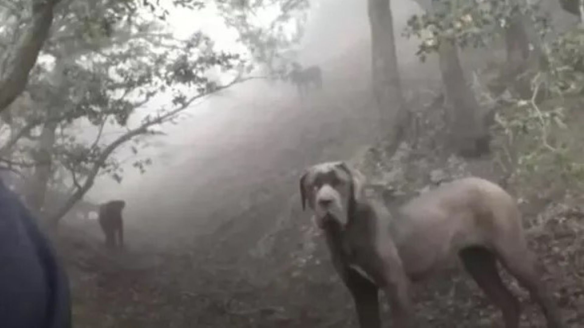 Hiker In California Follows Mysterious Shape Up A Mountain And Discovers Something Unbelievable