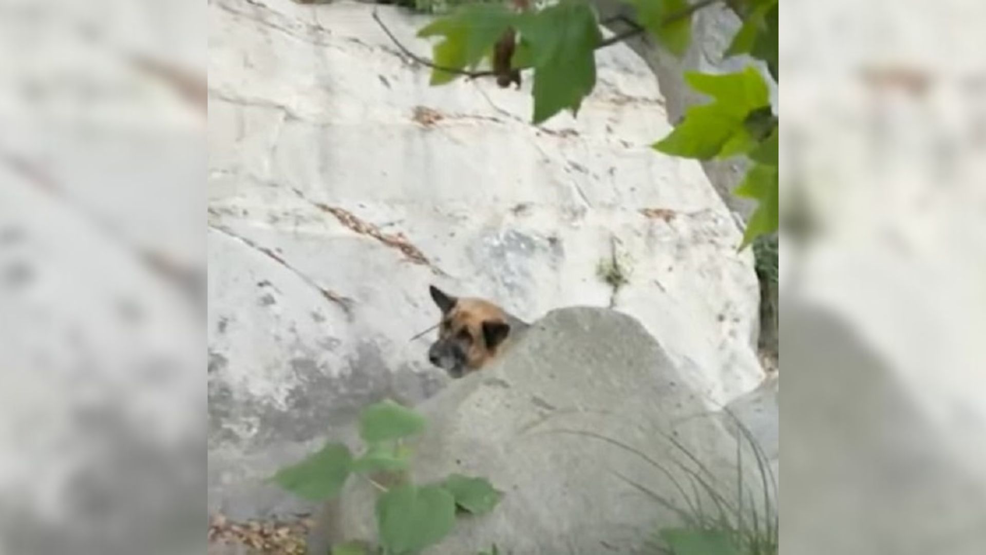 Hikers In California Discover A Pup In A Canyon And See Something Strange Around His Mouth