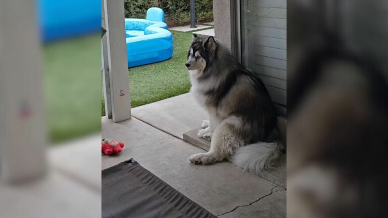 husky sitting down