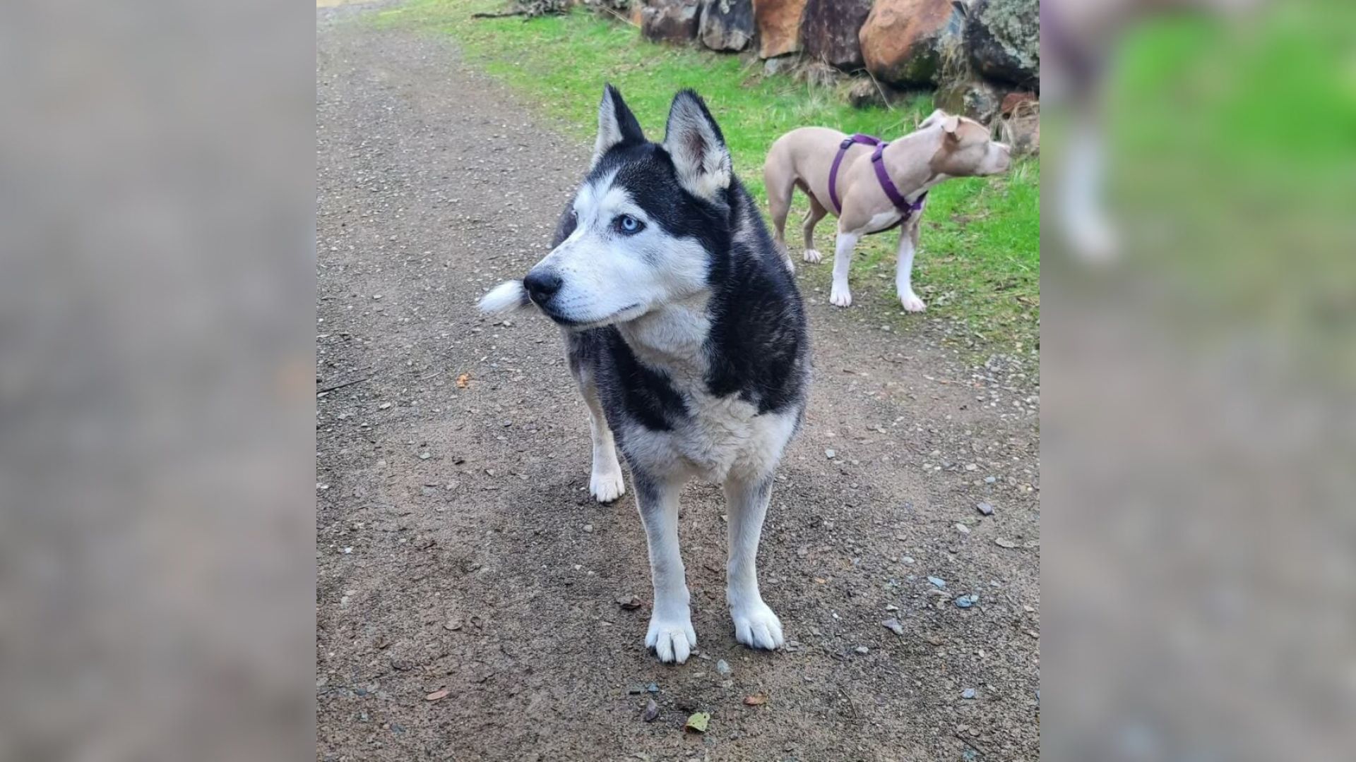 Husky Returned To California Shelter After New Owners Say ‘They Didn’t Like Him’