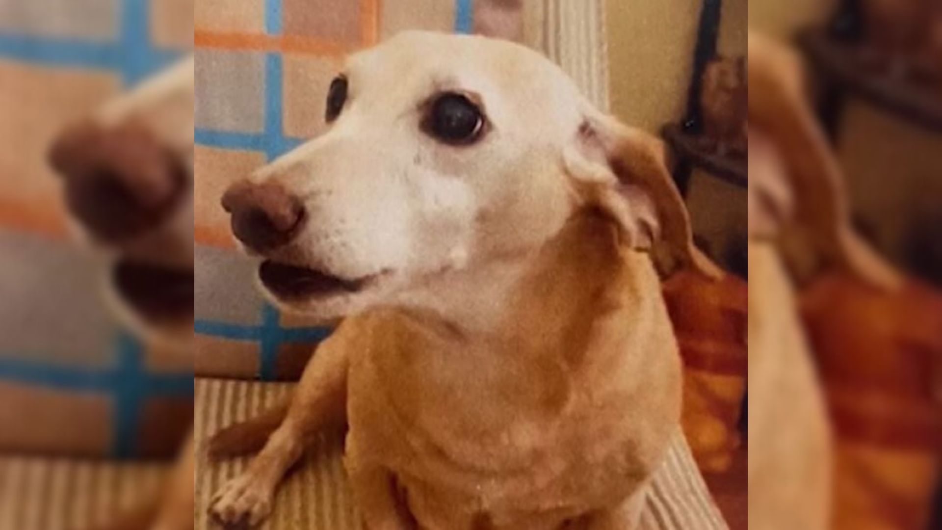 Illinois Blind Man Walks Miles Every Day Searching For His Stolen Service Dog