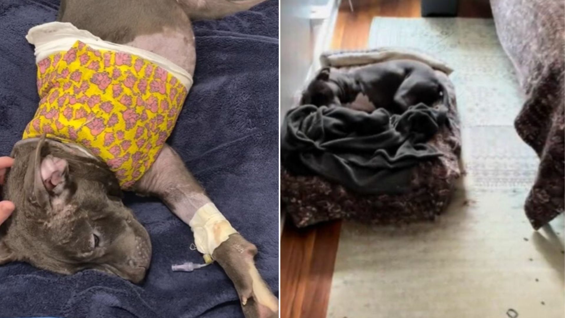 Illinois Dog Dumped In Trash With Critical Wound Finds Happiness With Family